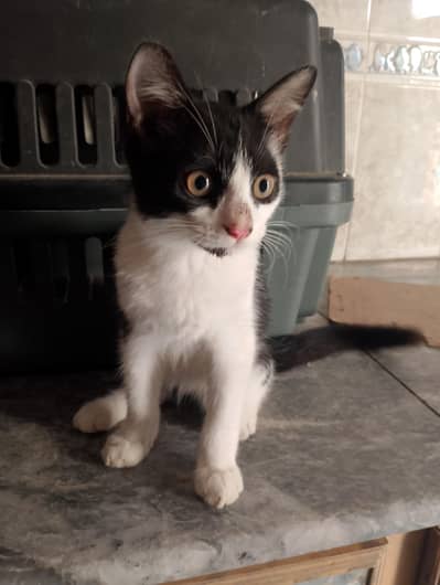 Persian mix double coated