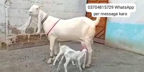 2 Bacchon ka sath Gulabi Bakri For Sale// O37O48I5729
