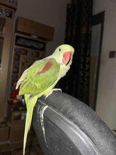 Handtame Raw parrot