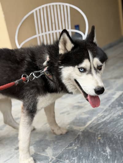 Siberian Husky