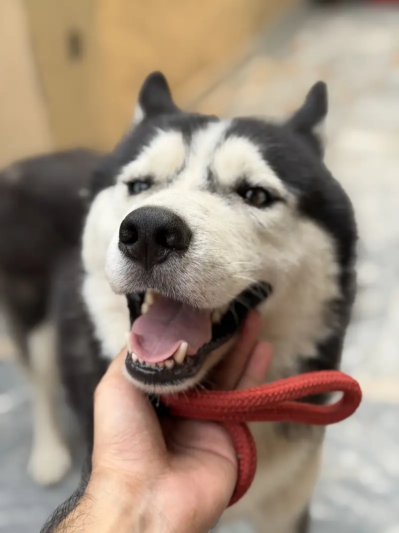 Siberian Husky — photo 2