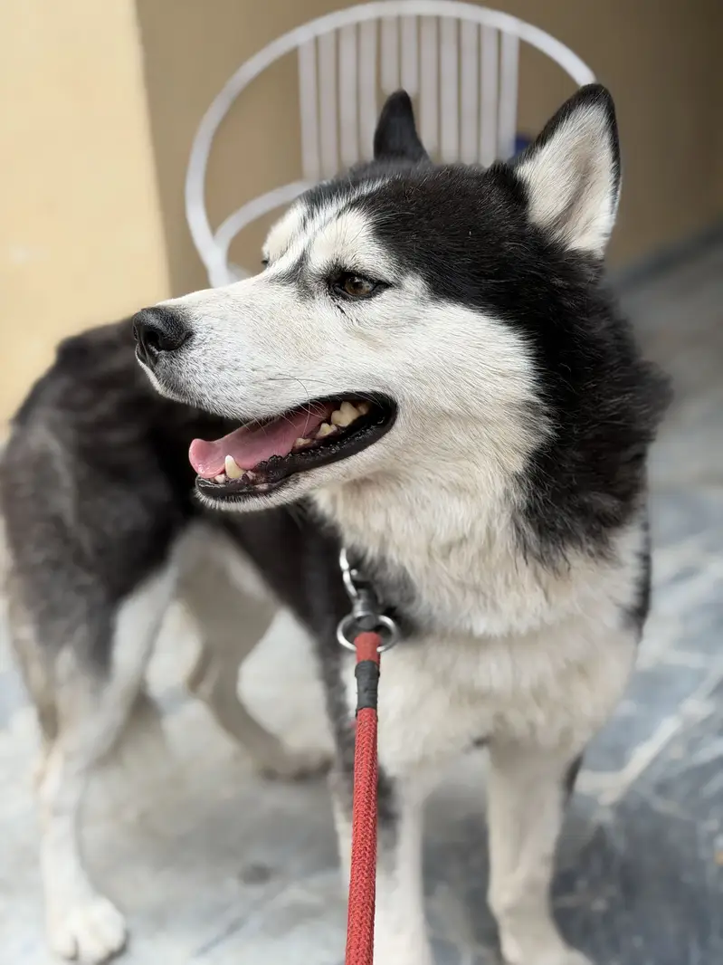 Siberian Husky — photo 3