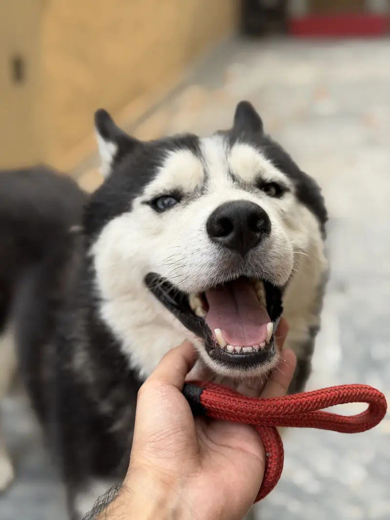 Siberian Husky — photo 4
