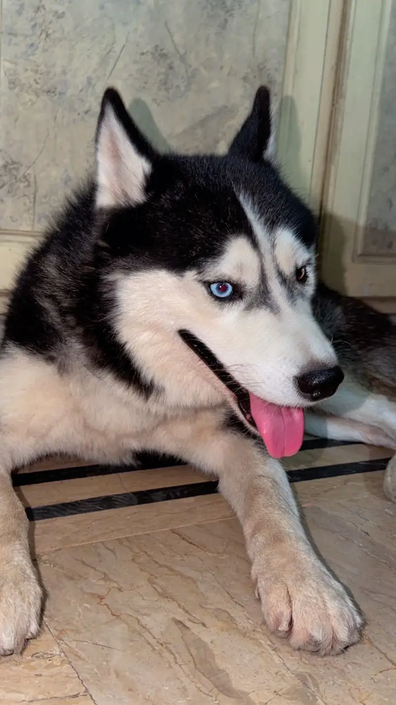 Siberian Husky — photo 5