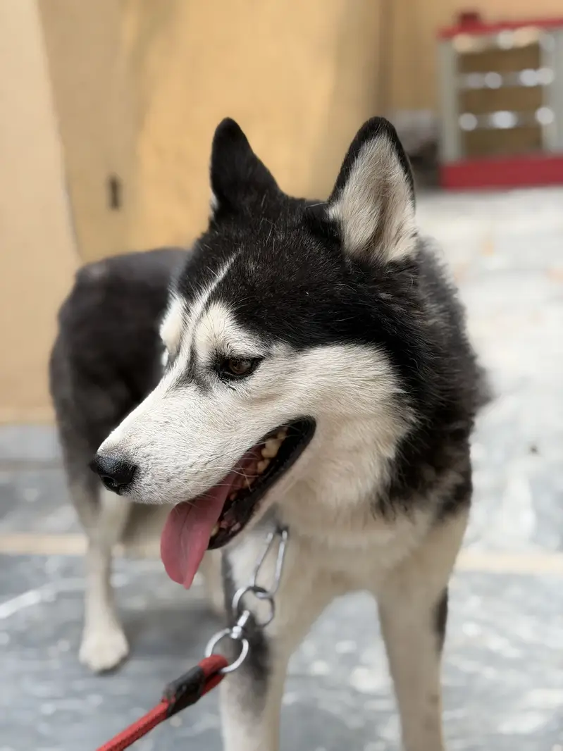 Siberian Husky — photo 6