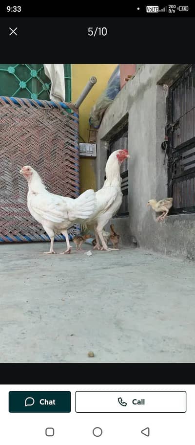 pure assel heera male forsale urgent paison ki zarurat hai 03024453110