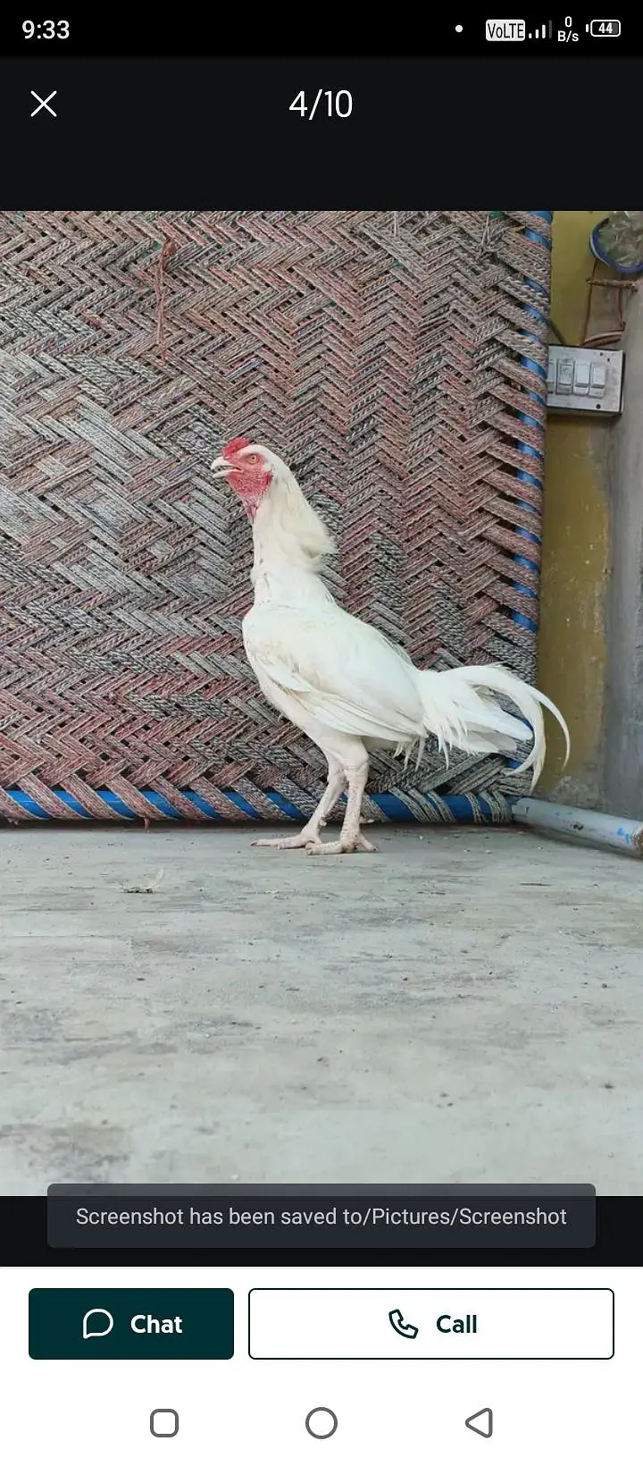 pure assel heera male forsale urgent paison ki zarurat hai 03024453110 — photo 3