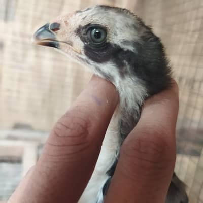 Aseel chicks FOR SALE