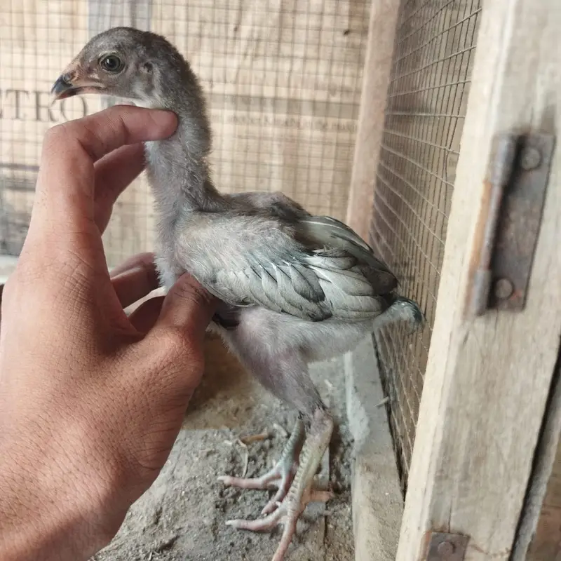Aseel chicks FOR SALE — photo 3