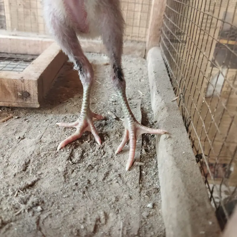 Aseel chicks FOR SALE — photo 5