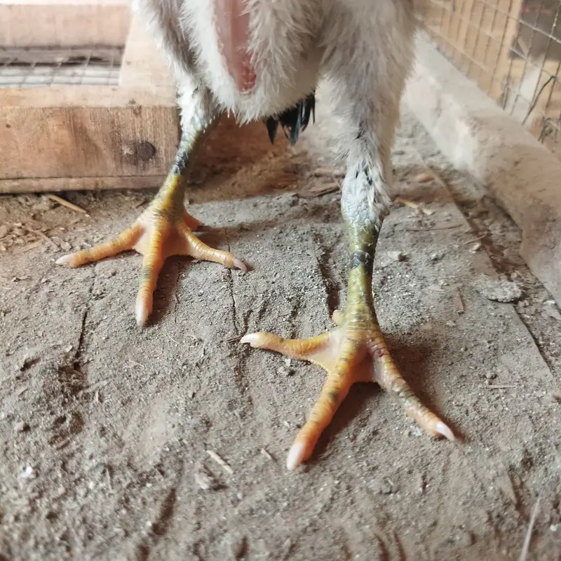 Aseel chicks FOR SALE — photo 6