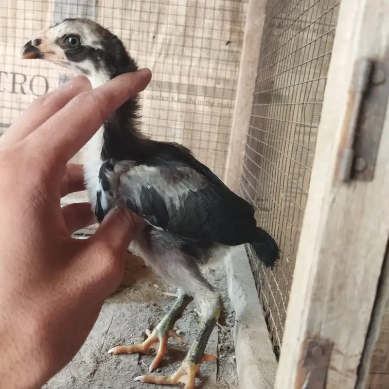 Aseel chicks FOR SALE — photo 7
