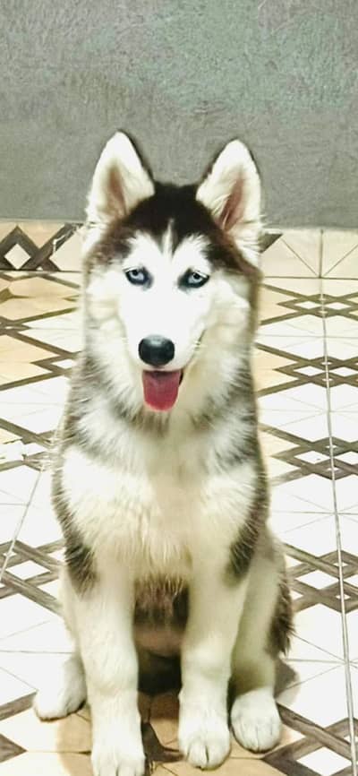 husky pedigree champion line ka bach ha bohot payri qualities
