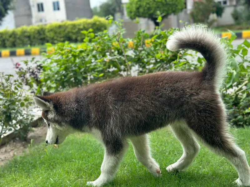 husky pedigree champion line ka bach ha bohot payri qualities — photo 2