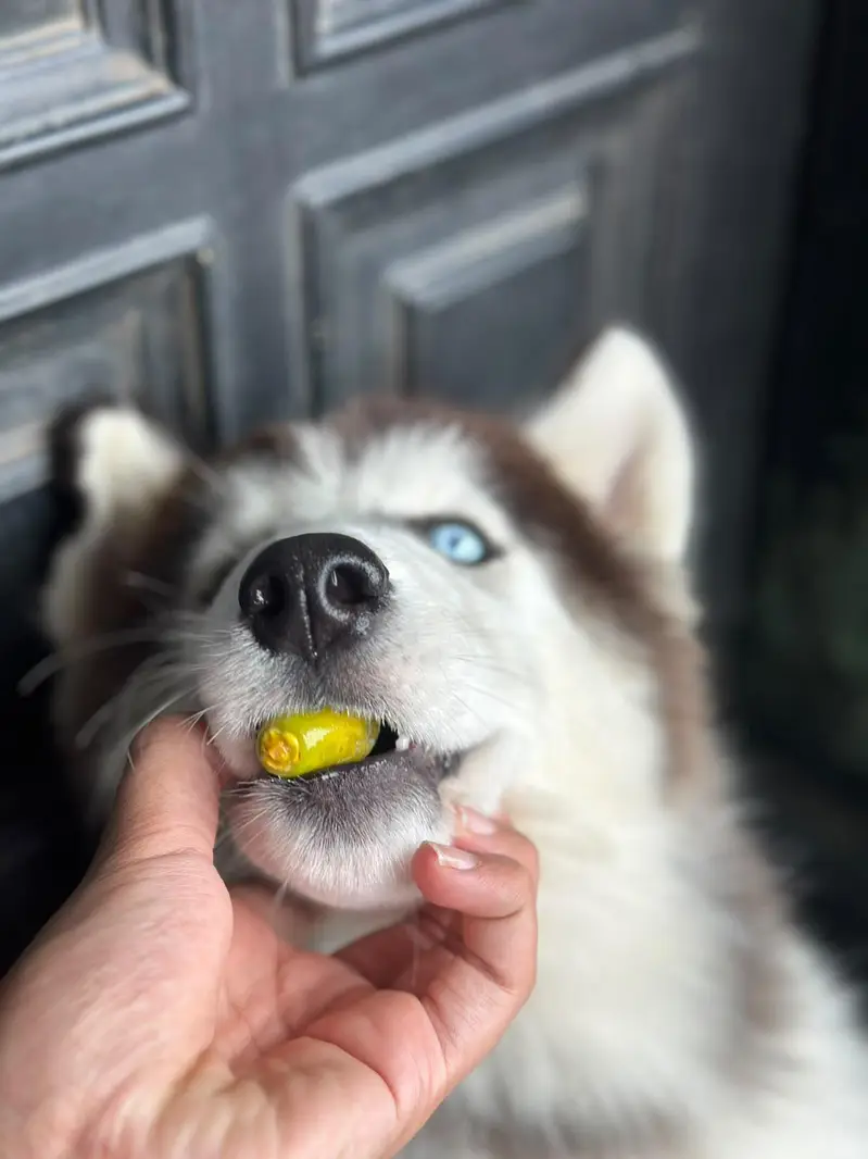husky pedigree champion line ka bach ha bohot payri qualities — photo 3