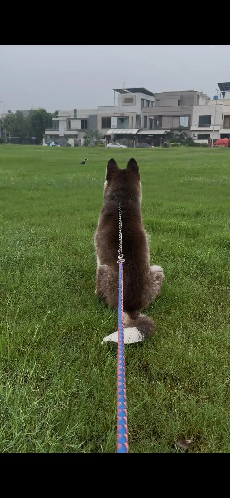 husky pedigree champion line ka bach ha bohot payri qualities — photo 4