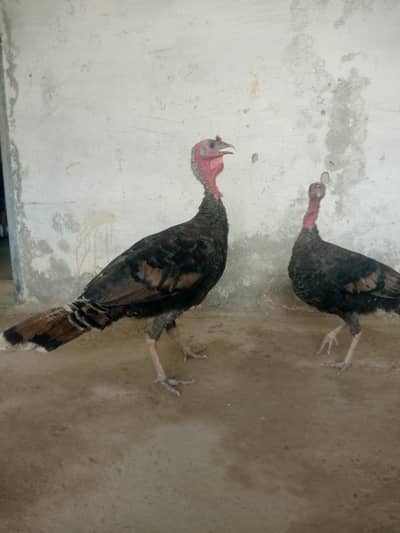 for sale 0300/5082139