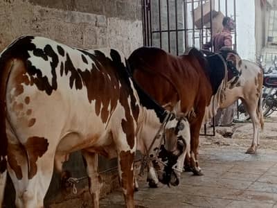 black ablak bachra