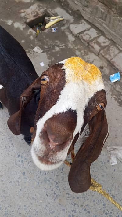Bakra Qurbani 2027 Qarbani 03014011627