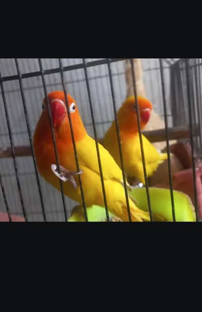  Healthy Lovebirds Pair for Sale – OLX Pakistan