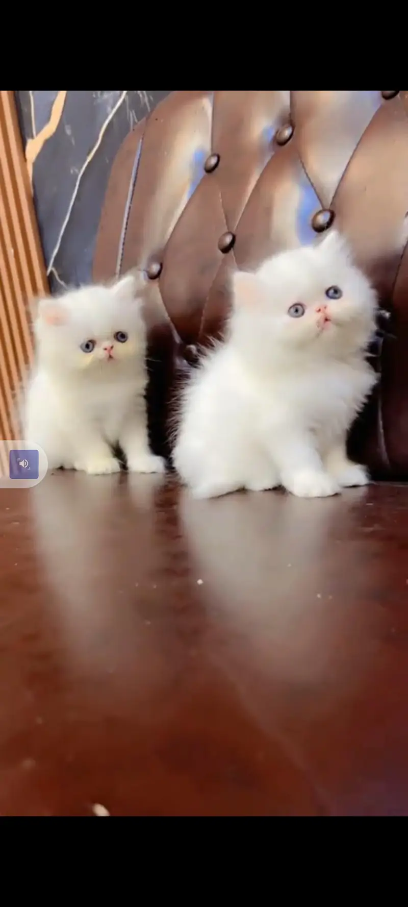 Persian cat for sale male or female my WhatsApp302=6941=814 — photo 2