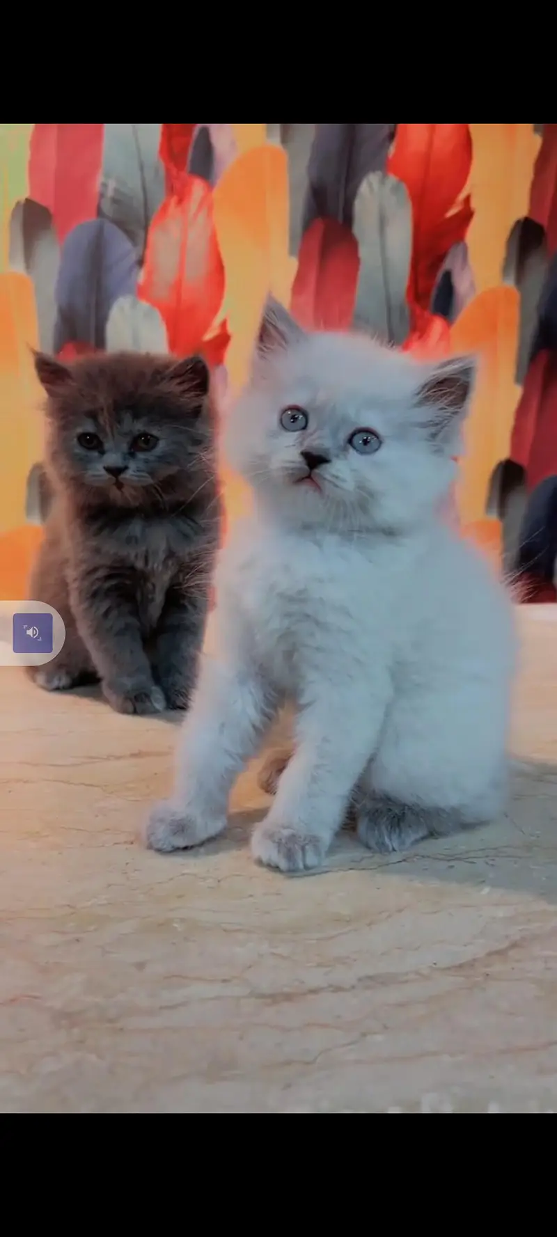 Persian cat for sale male or female my WhatsApp302=6941=814 — photo 3