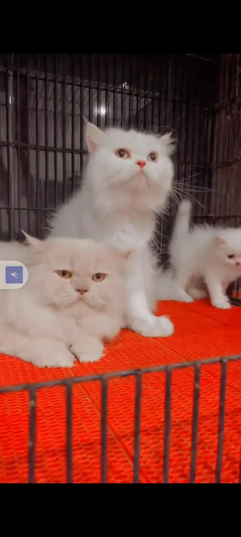 Persian cat for sale male or female my WhatsApp302=6941=814 — photo 4