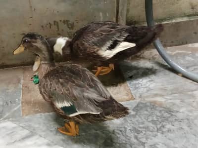 healthy duck pair