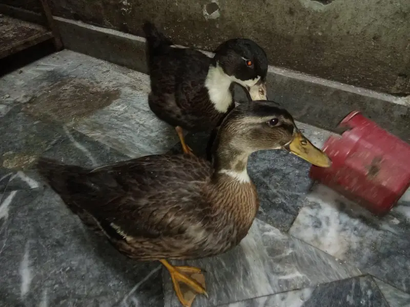 healthy duck pair — photo 2