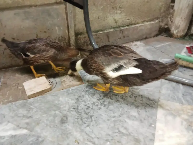 healthy duck pair — photo 3