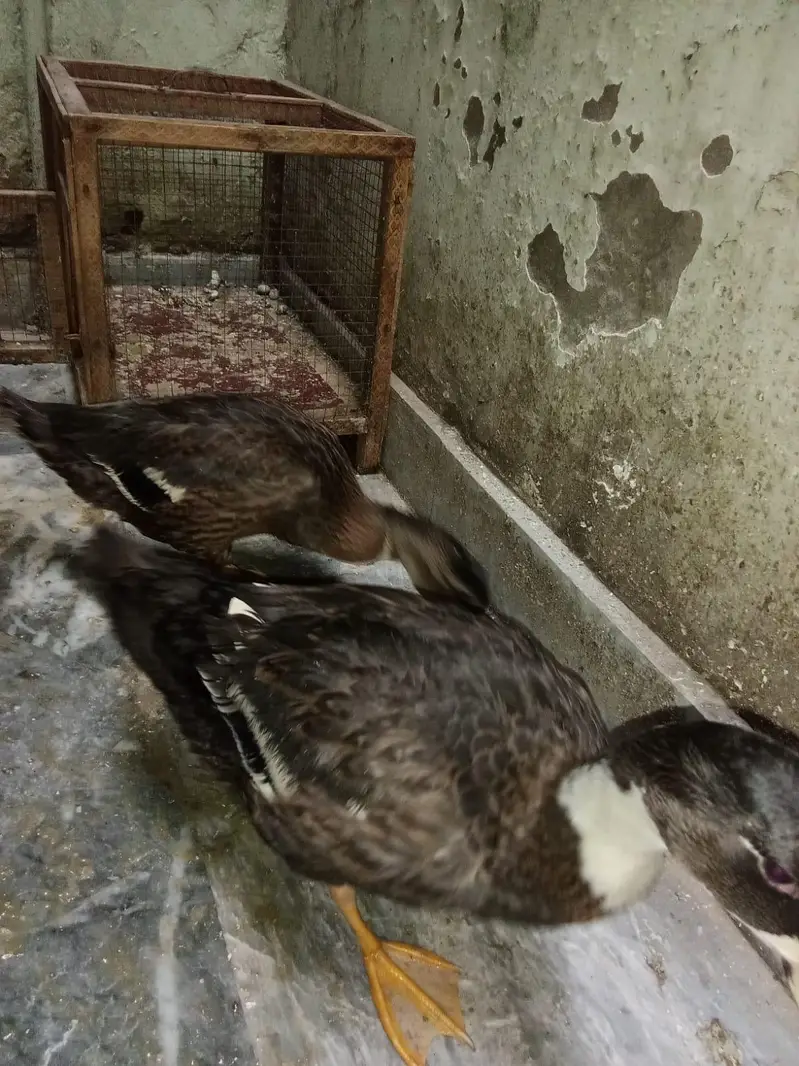 healthy duck pair — photo 4