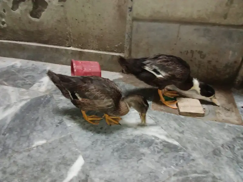 healthy duck pair — photo 5
