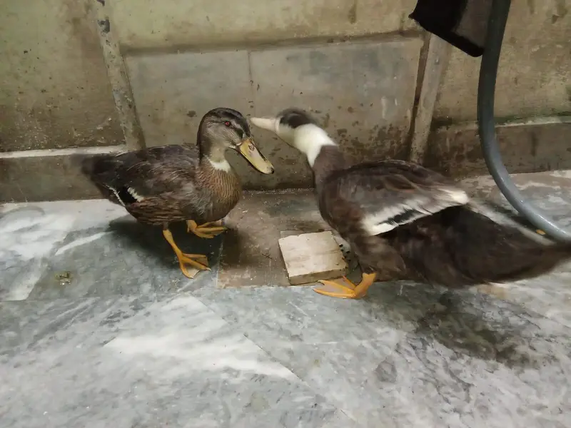 healthy duck pair — photo 6