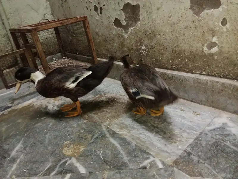 healthy duck pair — photo 7