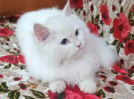 Need white persian male cat 3 days for mating with female Persian cat.