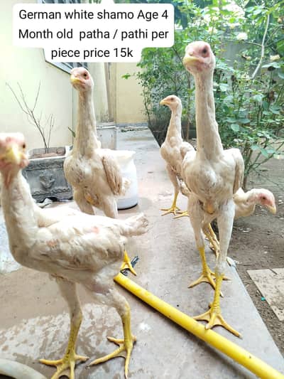 Shamo/White Shamo Trio Set/4Month old Patha, Pathi/Automatic Incubator
