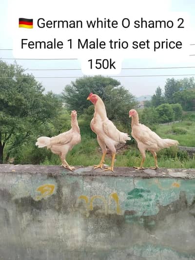 Shamo/White Shamo Trio Set/4Month old Patha, Pathi/Automatic Incubator