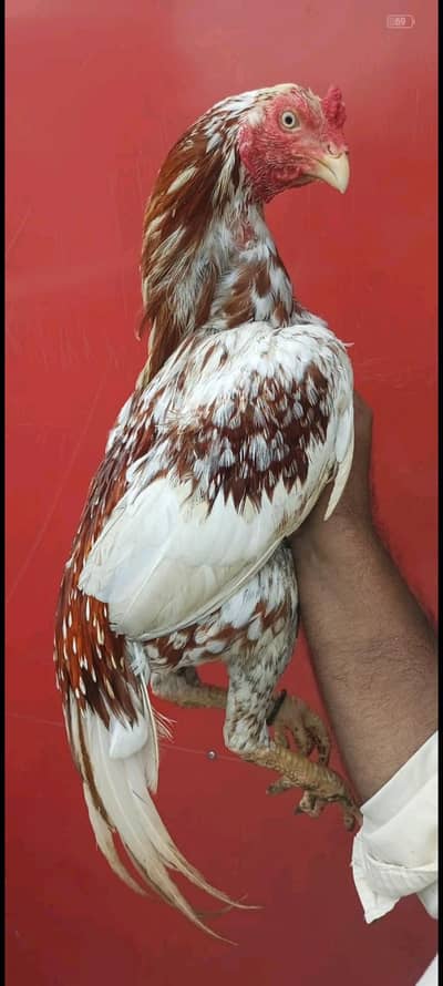 3 aseel birds for sale