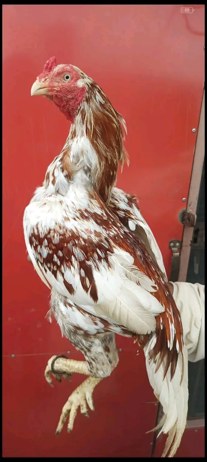 3 aseel birds for sale — photo 2