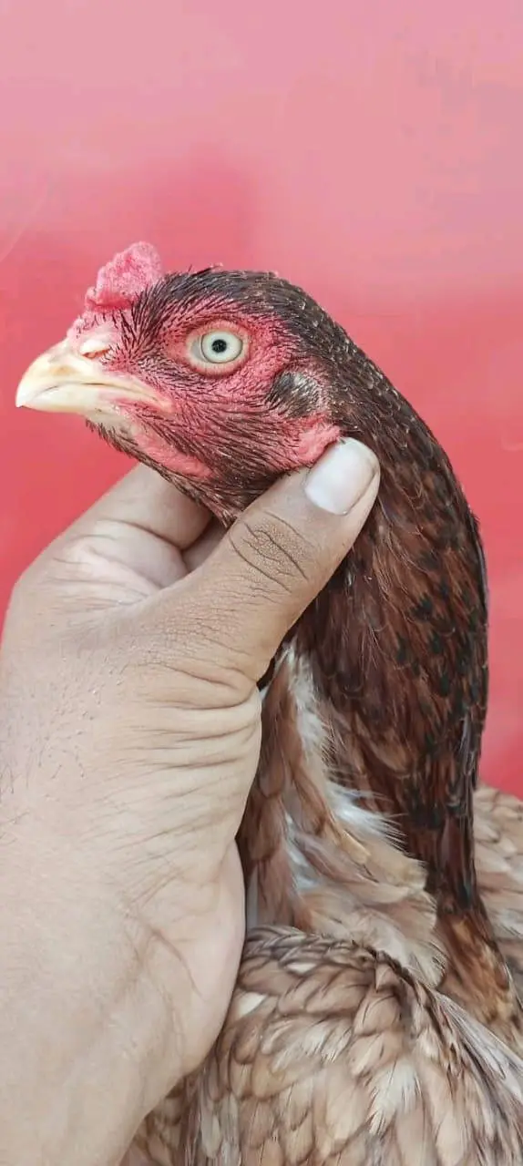 3 aseel birds for sale — photo 3