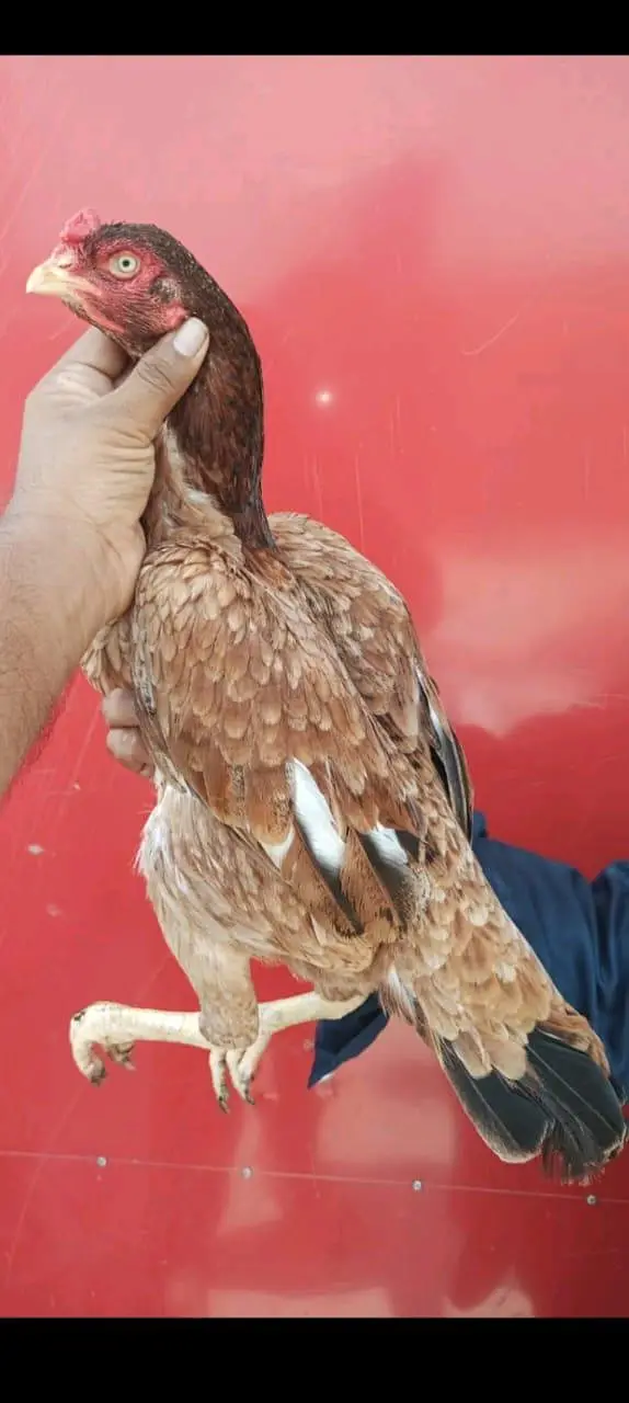 3 aseel birds for sale — photo 4