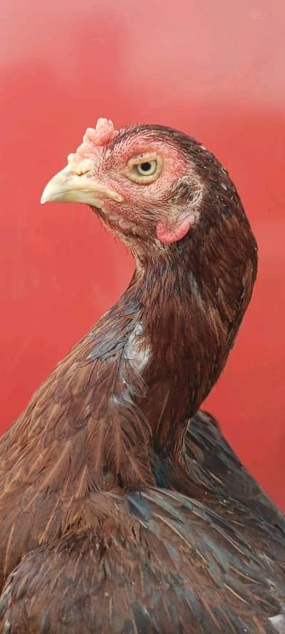 4 aseel murga madiya for sale