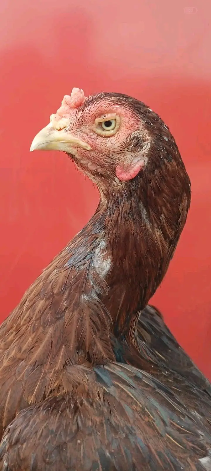 3 aseel birds for sale — photo 5