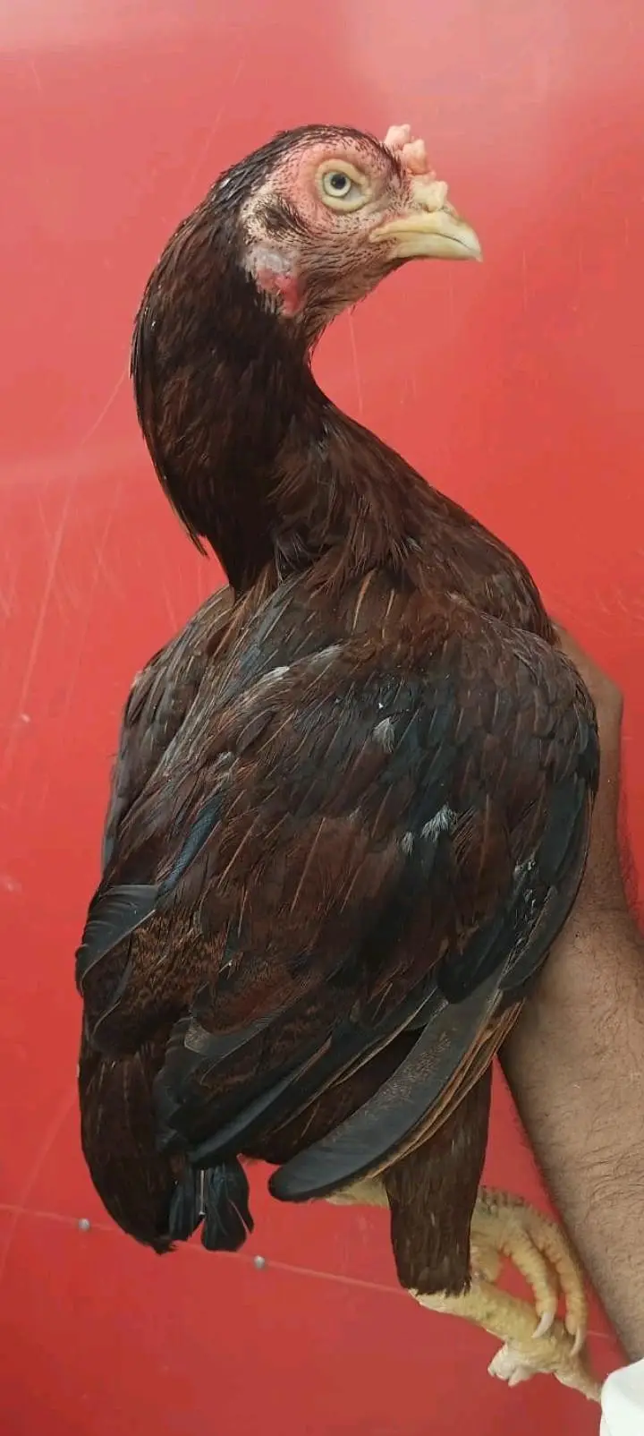3 aseel birds for sale — photo 6