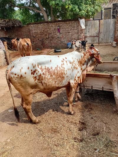 tani ki wachi(bachri)(cow)