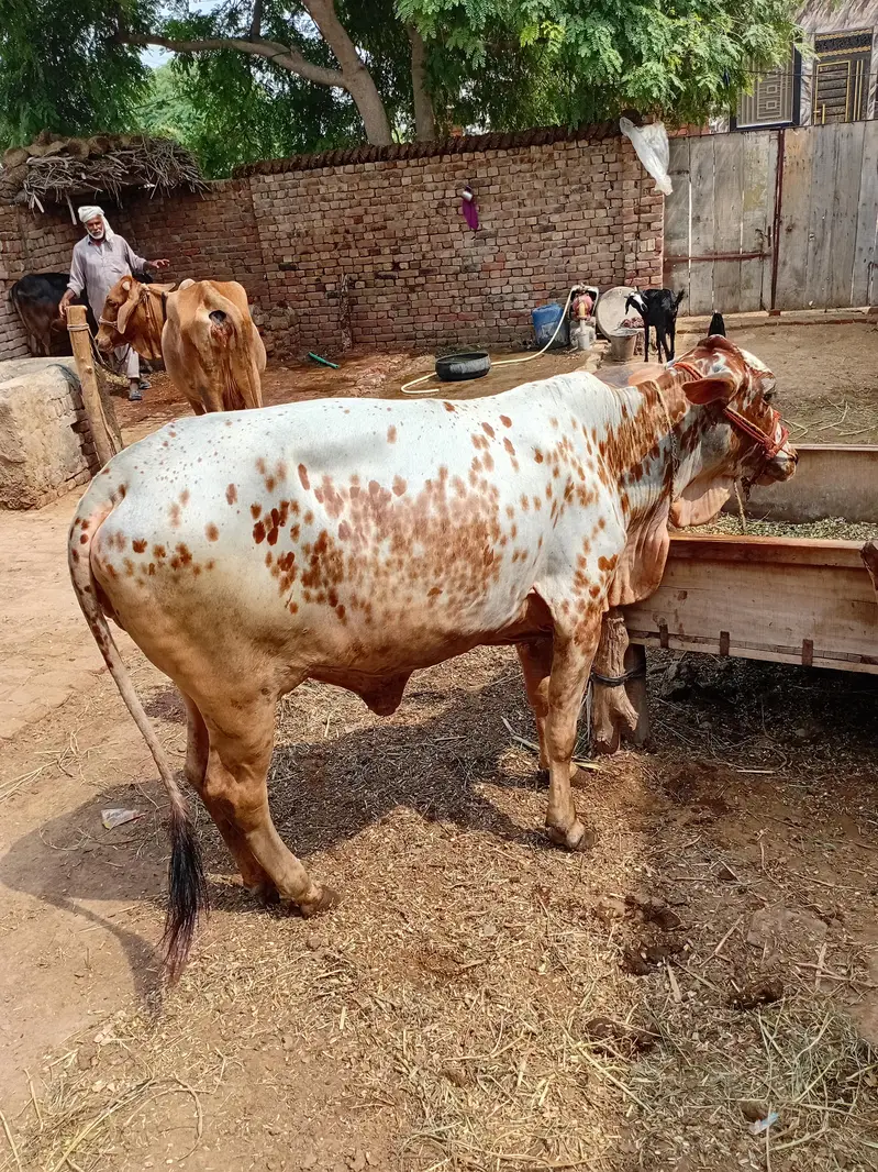 tani ki wachi(bachri)(cow) — photo 2