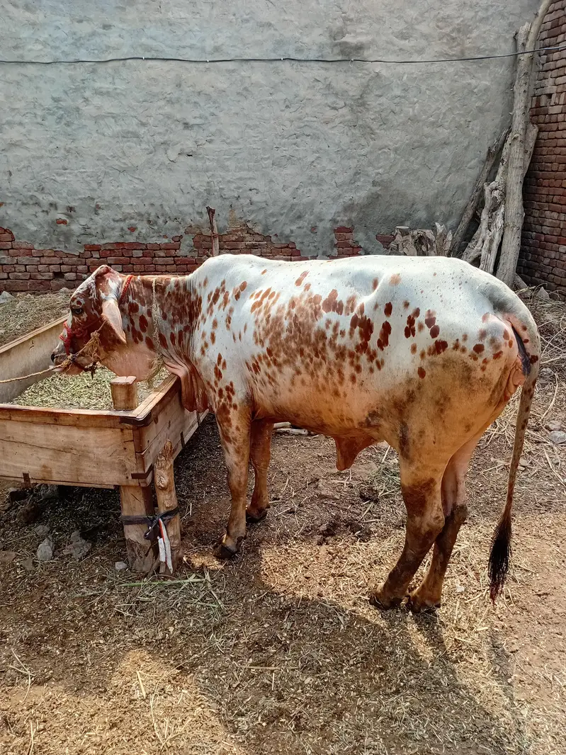 tani ki wachi(bachri)(cow) — photo 3