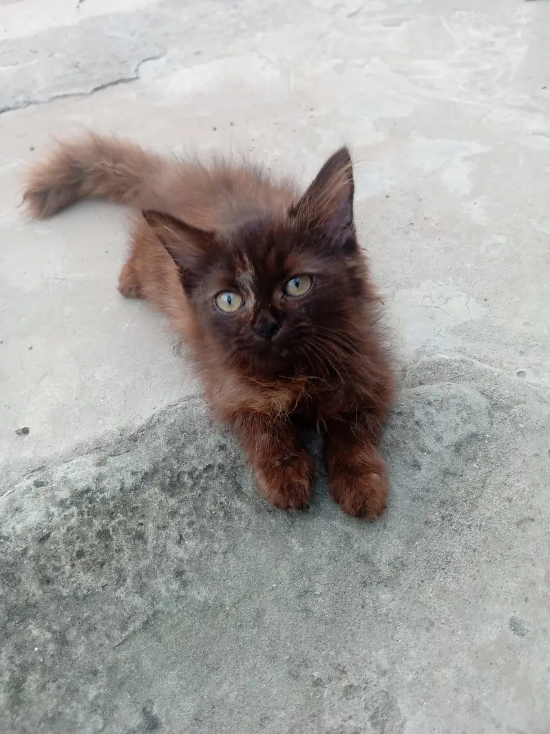 White and zinc Two month old female persian kittens for sale