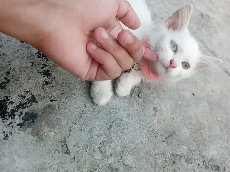 White and zinc Two month old female persian kittens for sale — photo 2