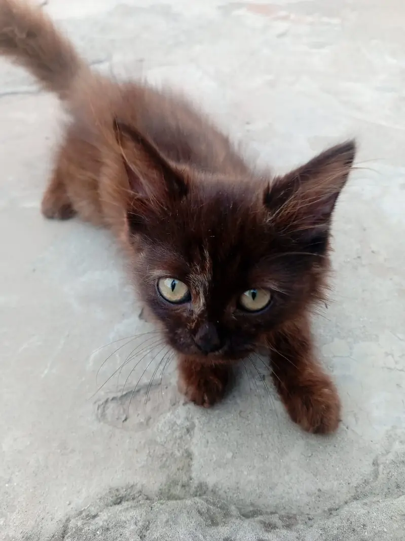 White and zinc Two month old female persian kittens for sale — photo 3